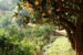 a tree filled with lots of oranges on top of a lush green hillside